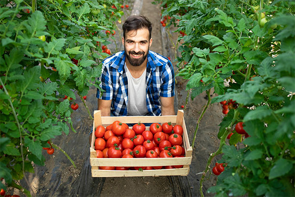 Tomate industrial, Tecnologia de irrigação por gotejamento