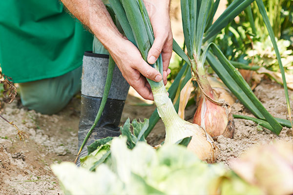 Cebola, Tecnologia de Irrigação por gotejamento